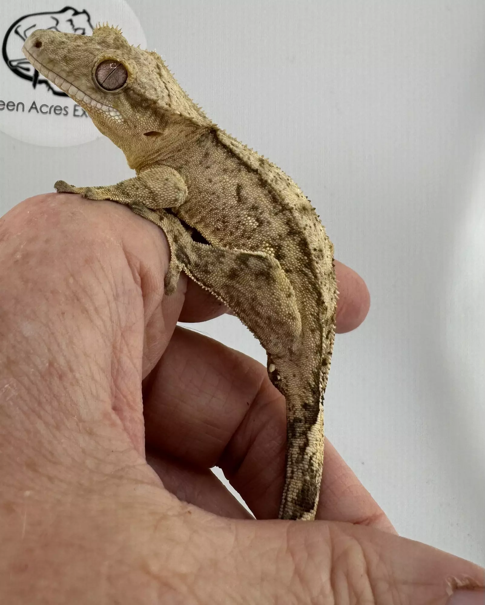 plant/Yellow Phantom Pair-3