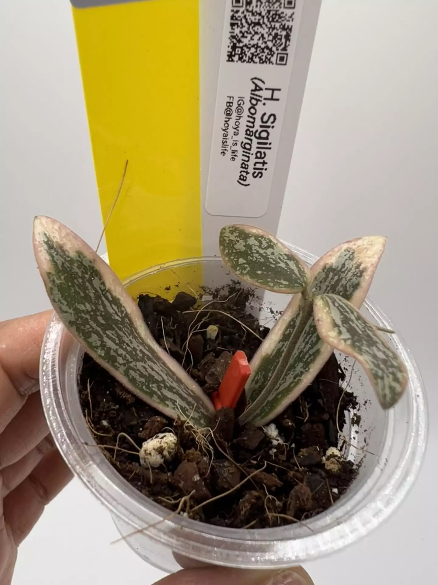 plant/🦄Sigilatis albo-1