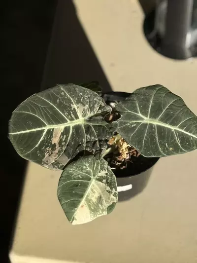 plant/Larger Pink Black Velvet-0-thumbnail