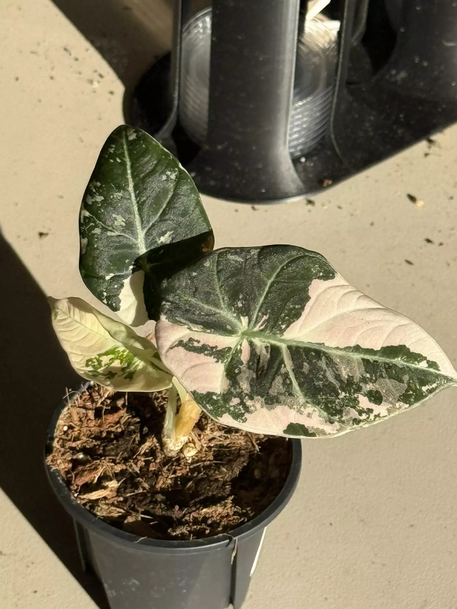 plant/Pink Black Velvet-0