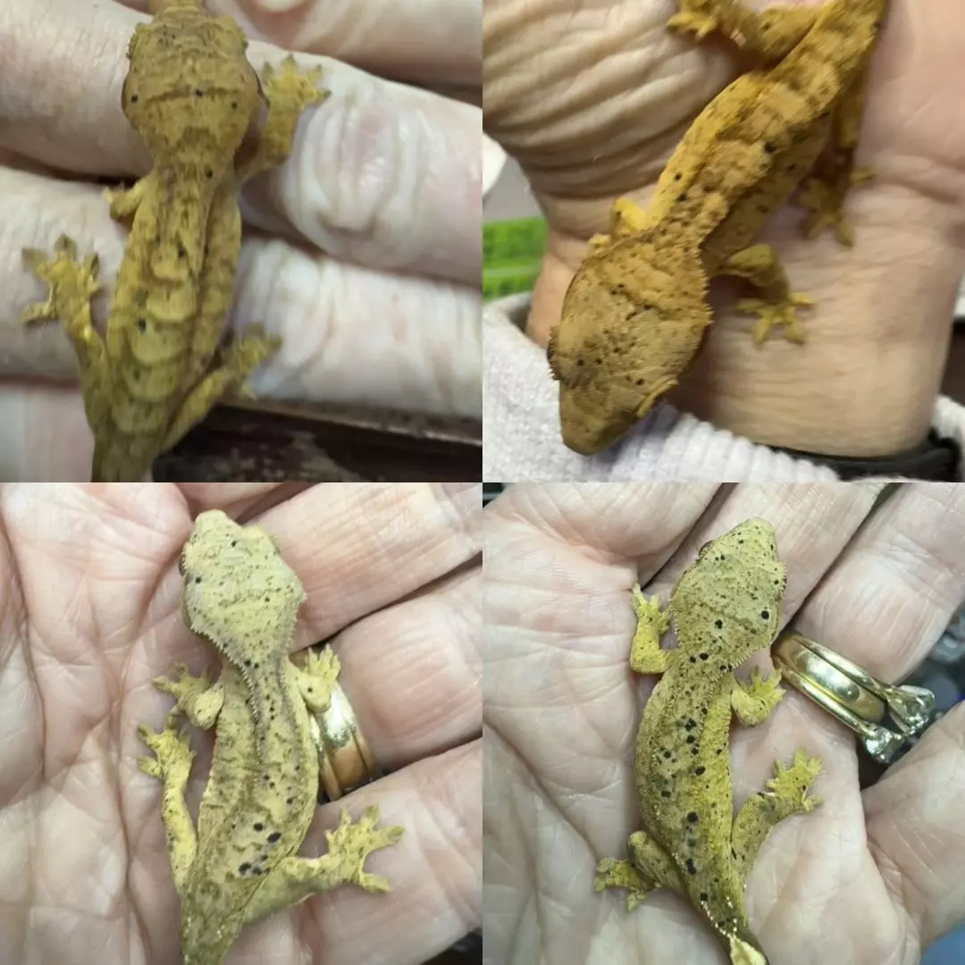 plant/Yellow Super Dalmatian Ink Spot Pair - Proven-4