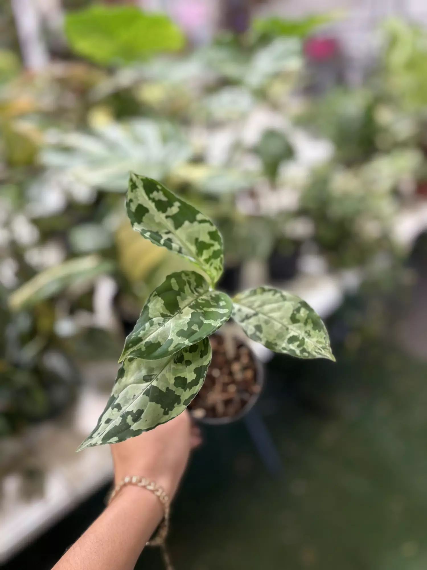 plant/Aglaonema tricolor 4”-0