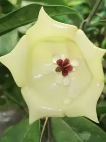 plant/Hoya wallichii trellis (peduncles)-1