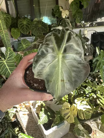 plant/Venom corm-1-thumbnail