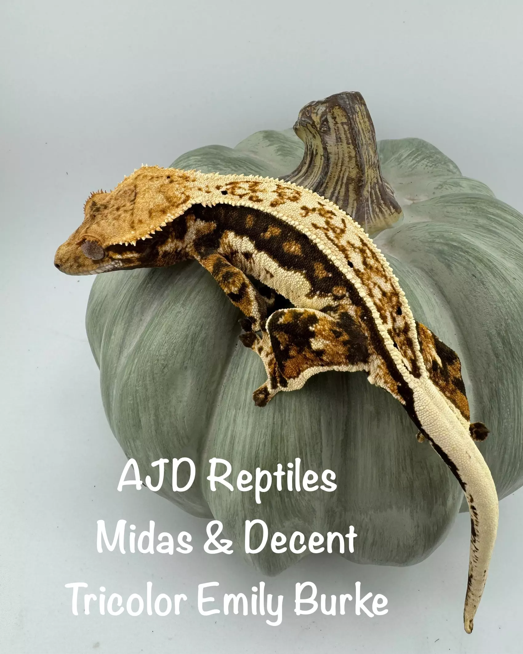 plant/AJD Frappuccino and AJD/Emily Burke tricolor-1