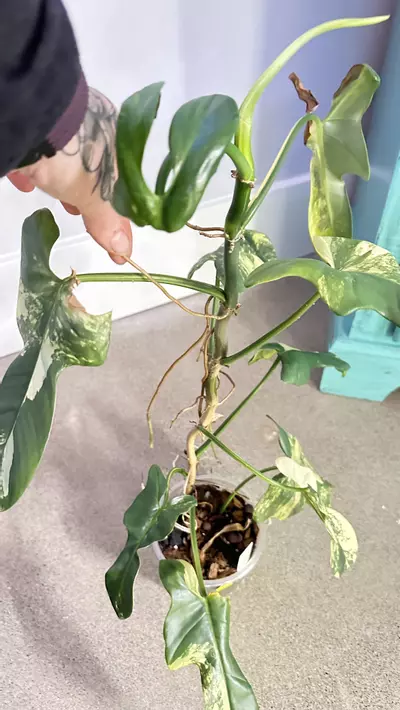 plant/Philodendron Bipennifolium “violin” variegated-2-thumbnail