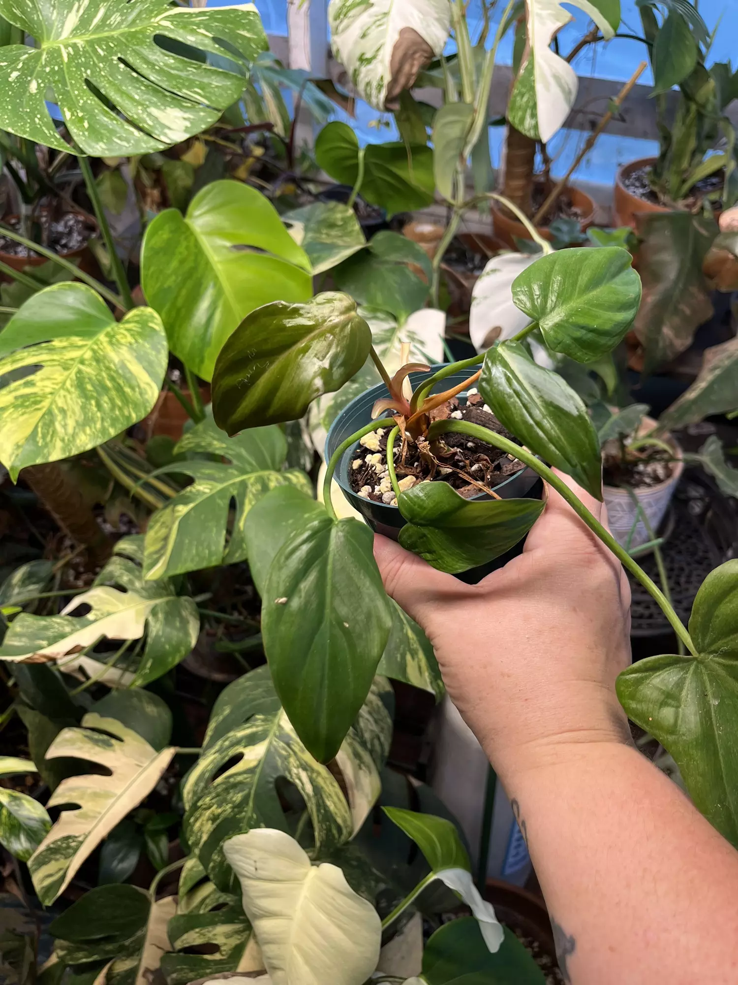 plant/Philo Summer Glory-0