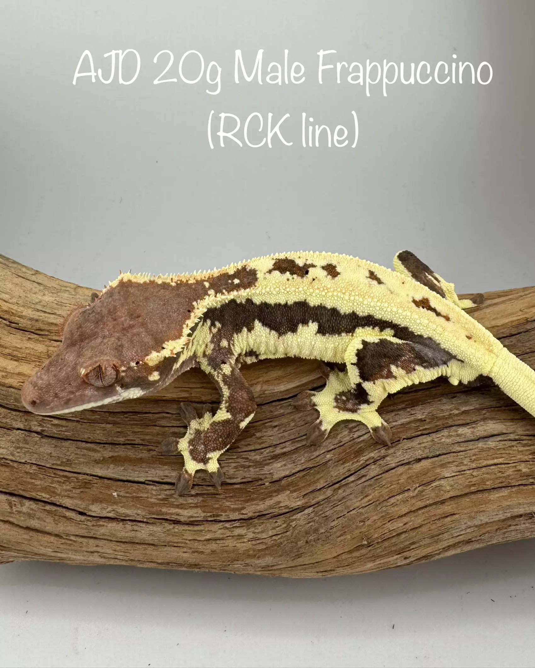 plant/AJD Frappuccino and AJD/Emily Burke tricolor-0