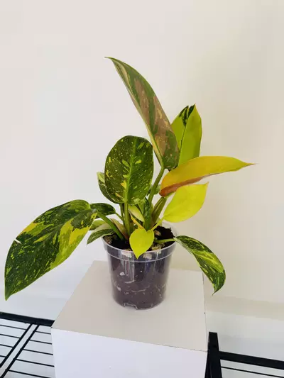 plant/Philodendron Green Congo ‘Copper Flame’ (4inch)-2-thumbnail