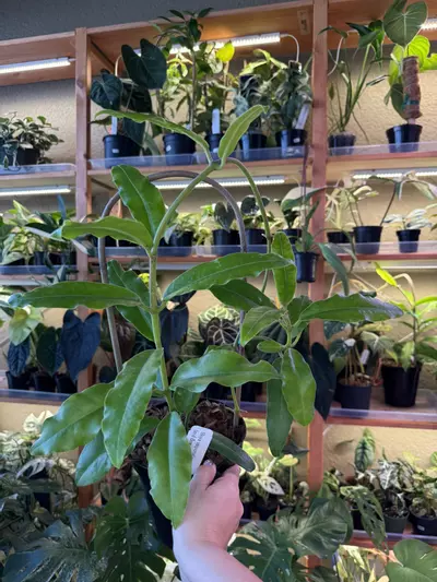 plant/Hoya imperialis ( red flower )-0-thumbnail