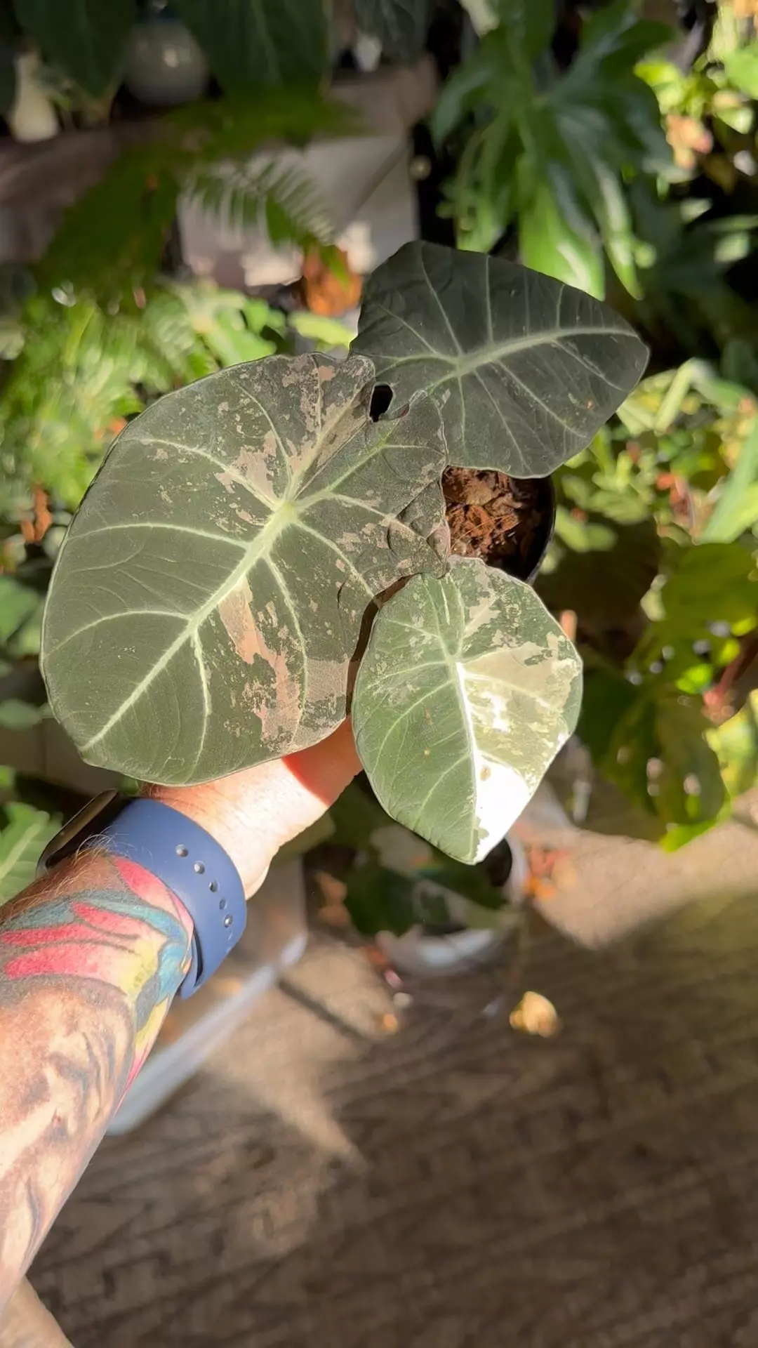 plant/Larger Pink Black Velvet-1