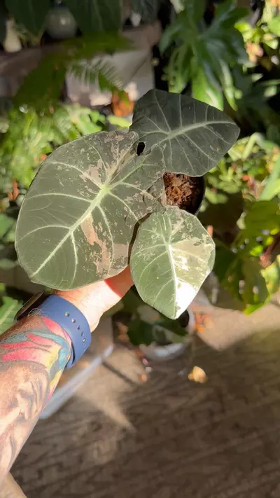 plant/Larger Pink Black Velvet-1-thumbnail