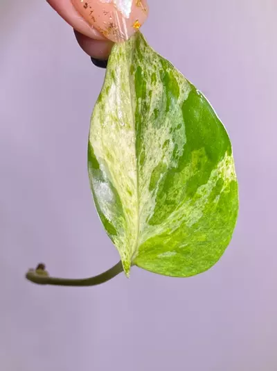 plant/Teruno Cast unrooted mid cut -0-thumbnail