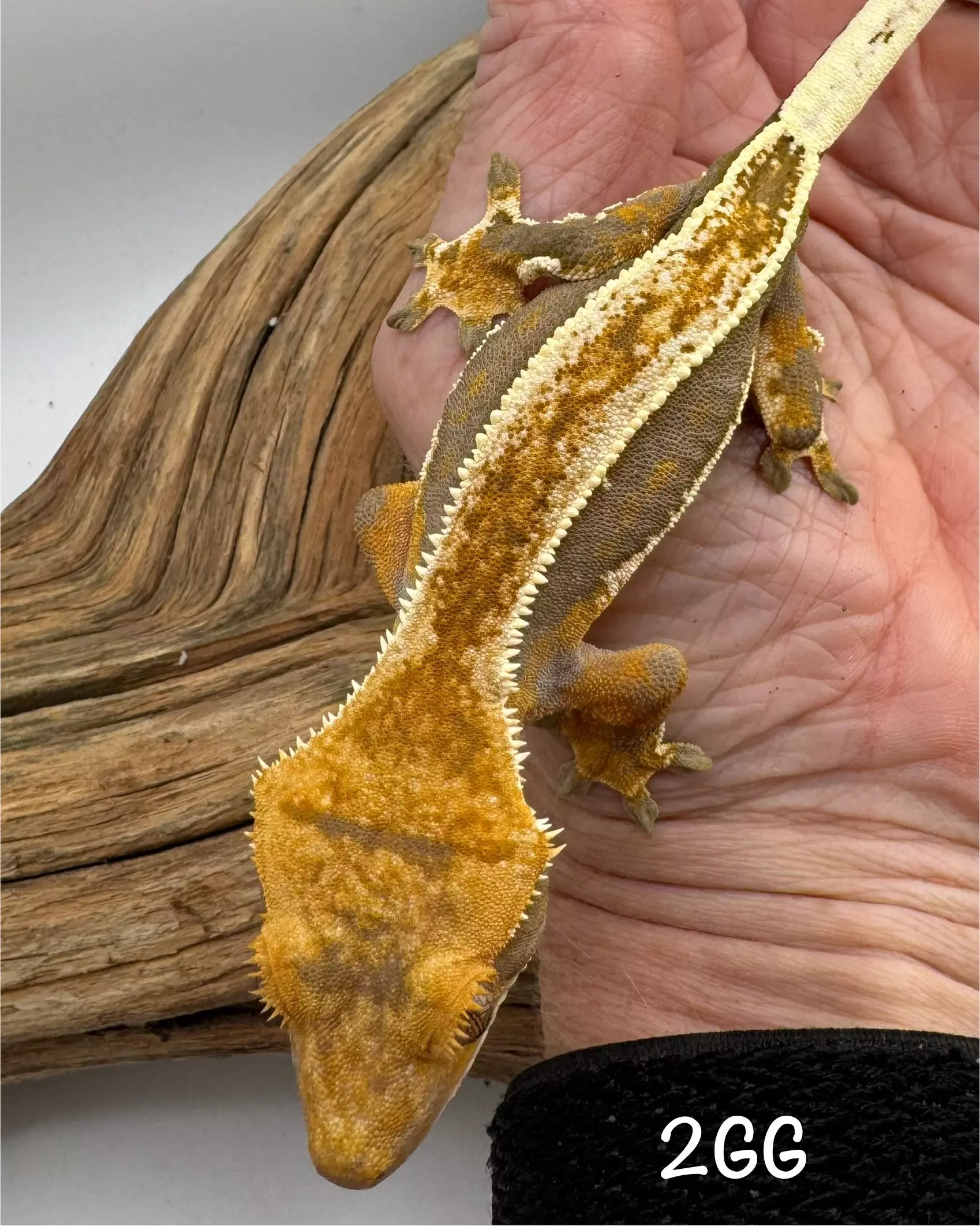 plant/Soft Scale Empty Back Pair-0