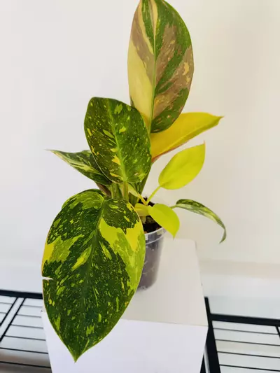 plant/Philodendron Green Congo ‘Copper Flame’ (4inch)-1-thumbnail