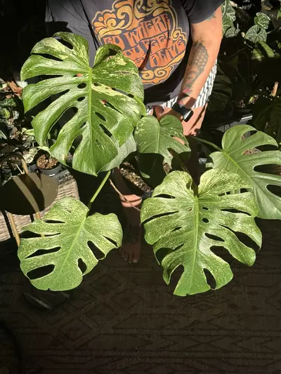 plant/Large form White Monster Monstera-0-thumbnail