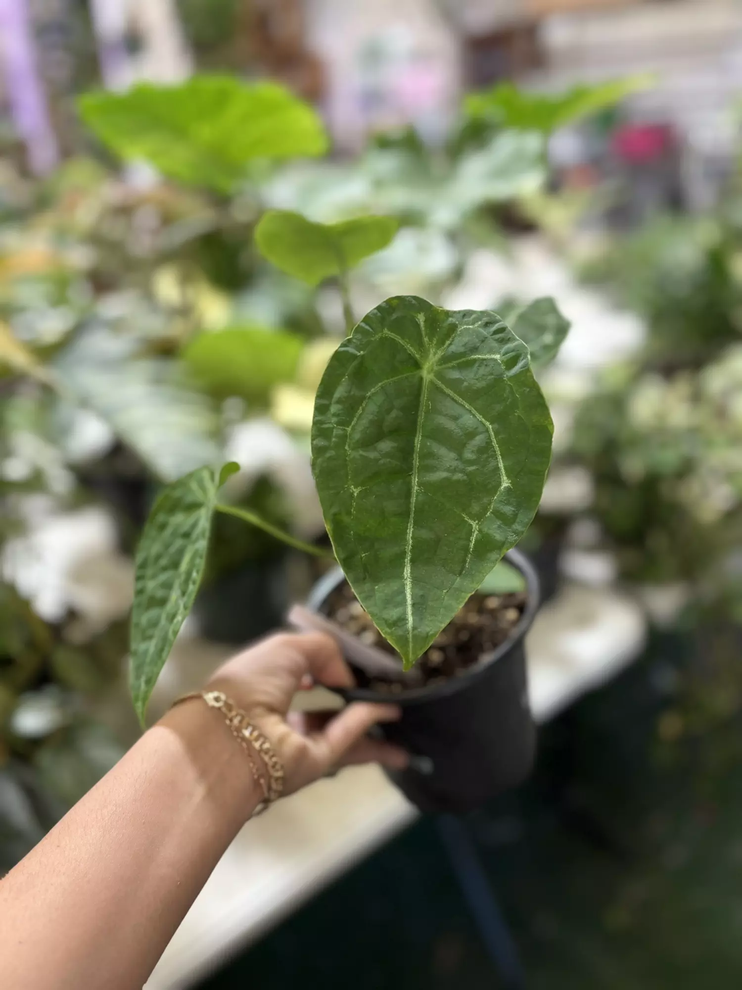 plant/Anthurium forgeti 4”-0