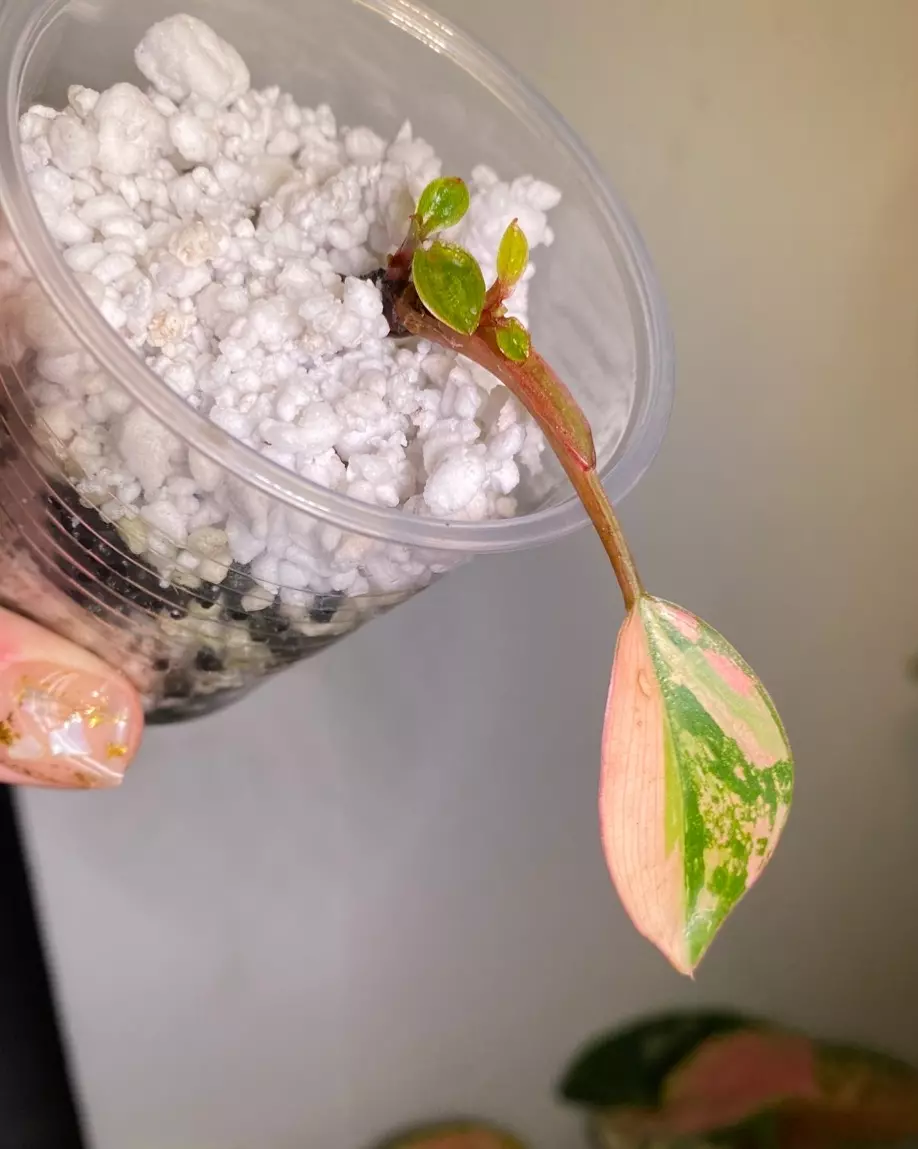 plant/Var. red Congo philo rooted starter -0