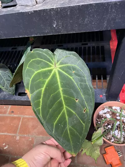 plant/Hoya Tezula Carlab x Bess Aff clone-1-thumbnail