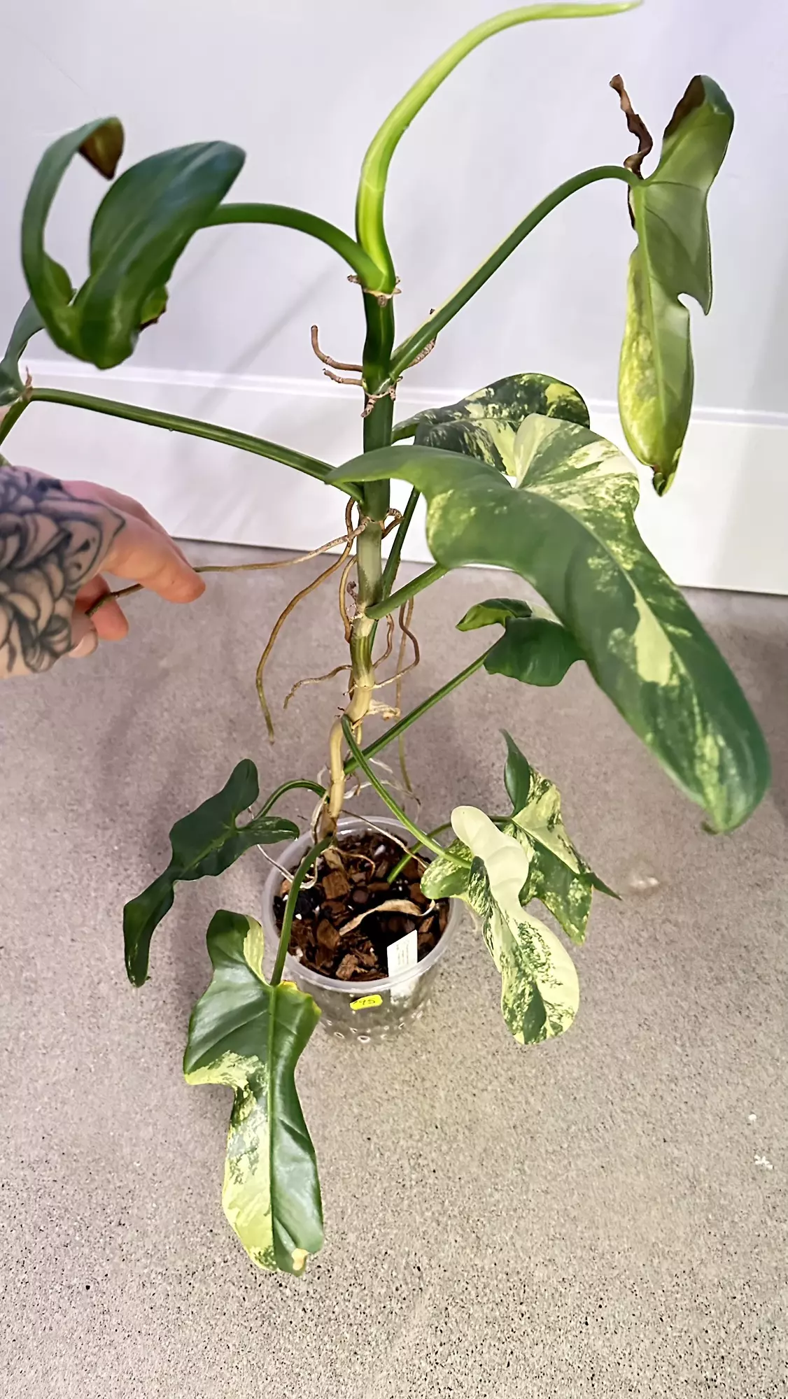 plant/Philodendron Bipennifolium “violin” variegated-3