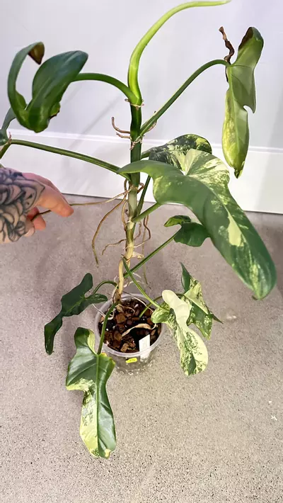 plant/Philodendron Bipennifolium “violin” variegated-3-thumbnail