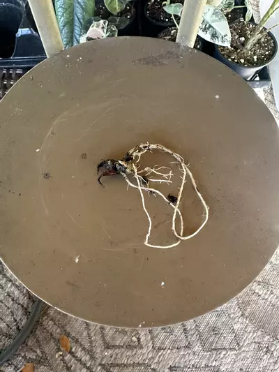 plant/Venom corm-0-thumbnail