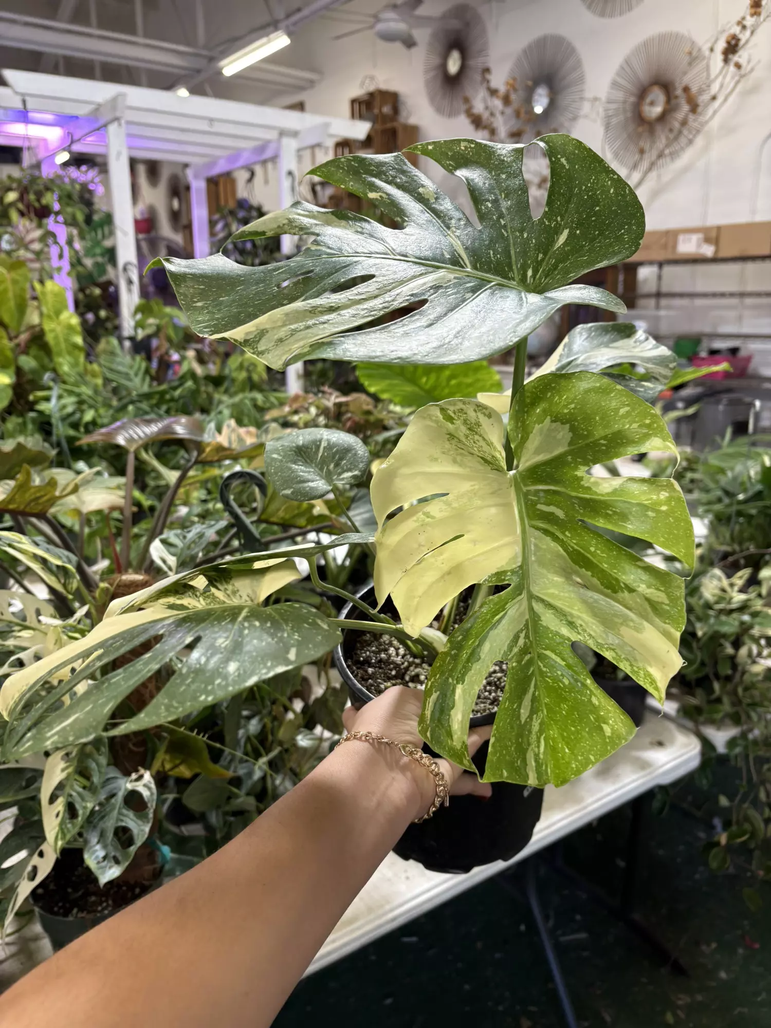 plant/Monstera Thai 8”-0