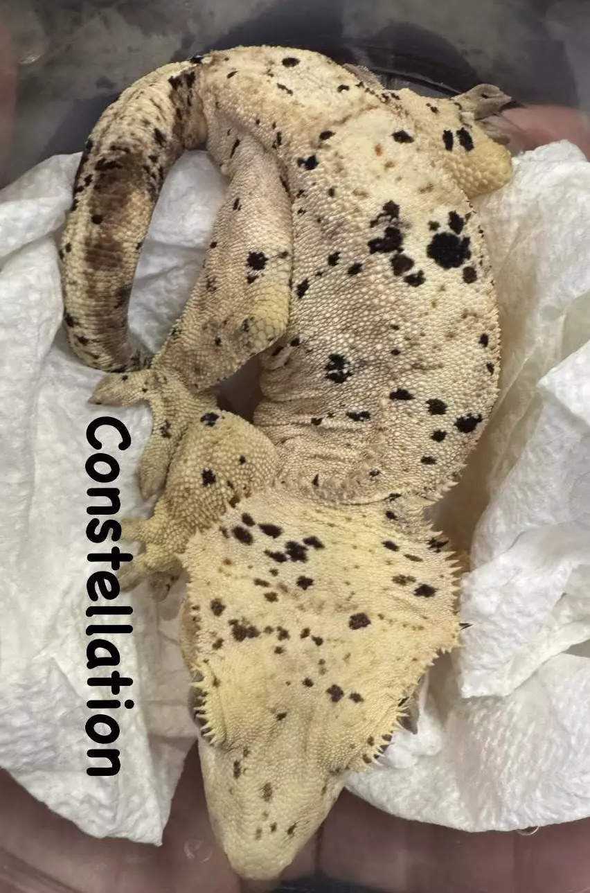 plant/Yellow Super Dalmatian Ink Spot Pair - Proven-1