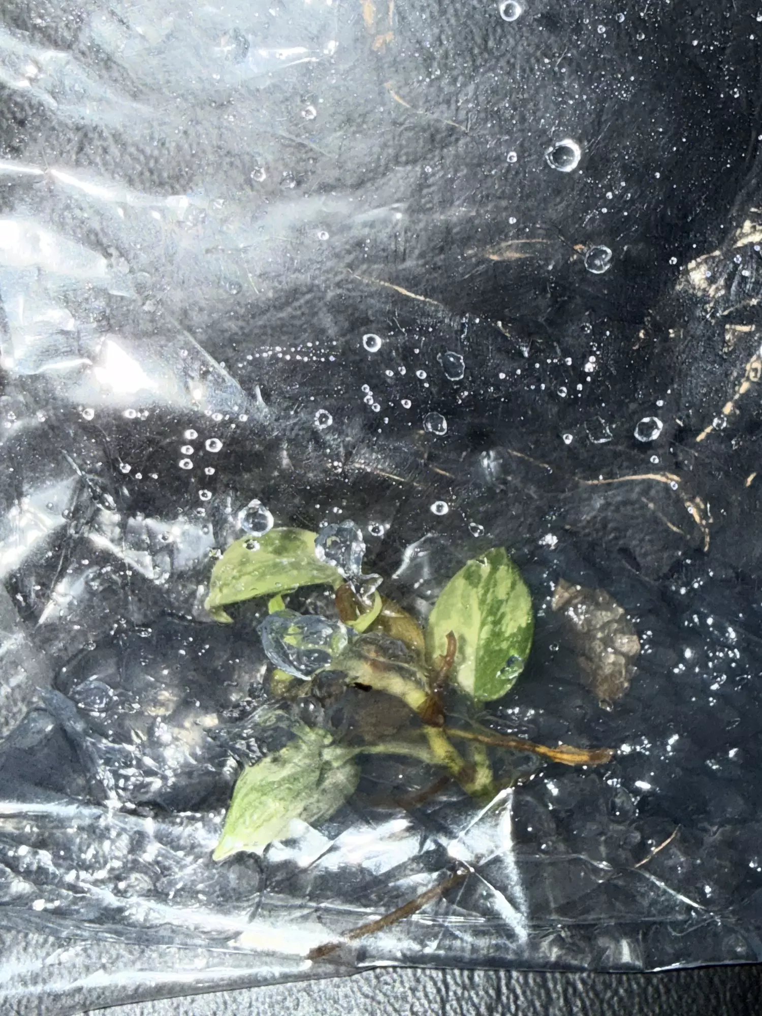 plant/414 Philodendron FLOB-1