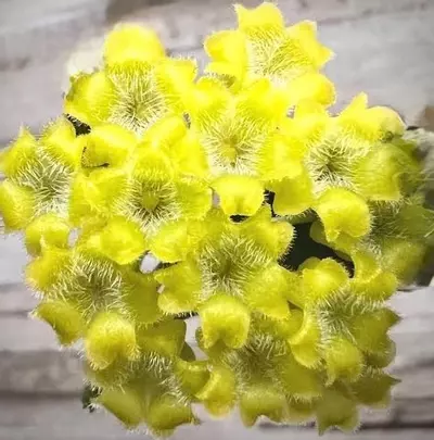plant/Hoya amicabilis-1-thumbnail