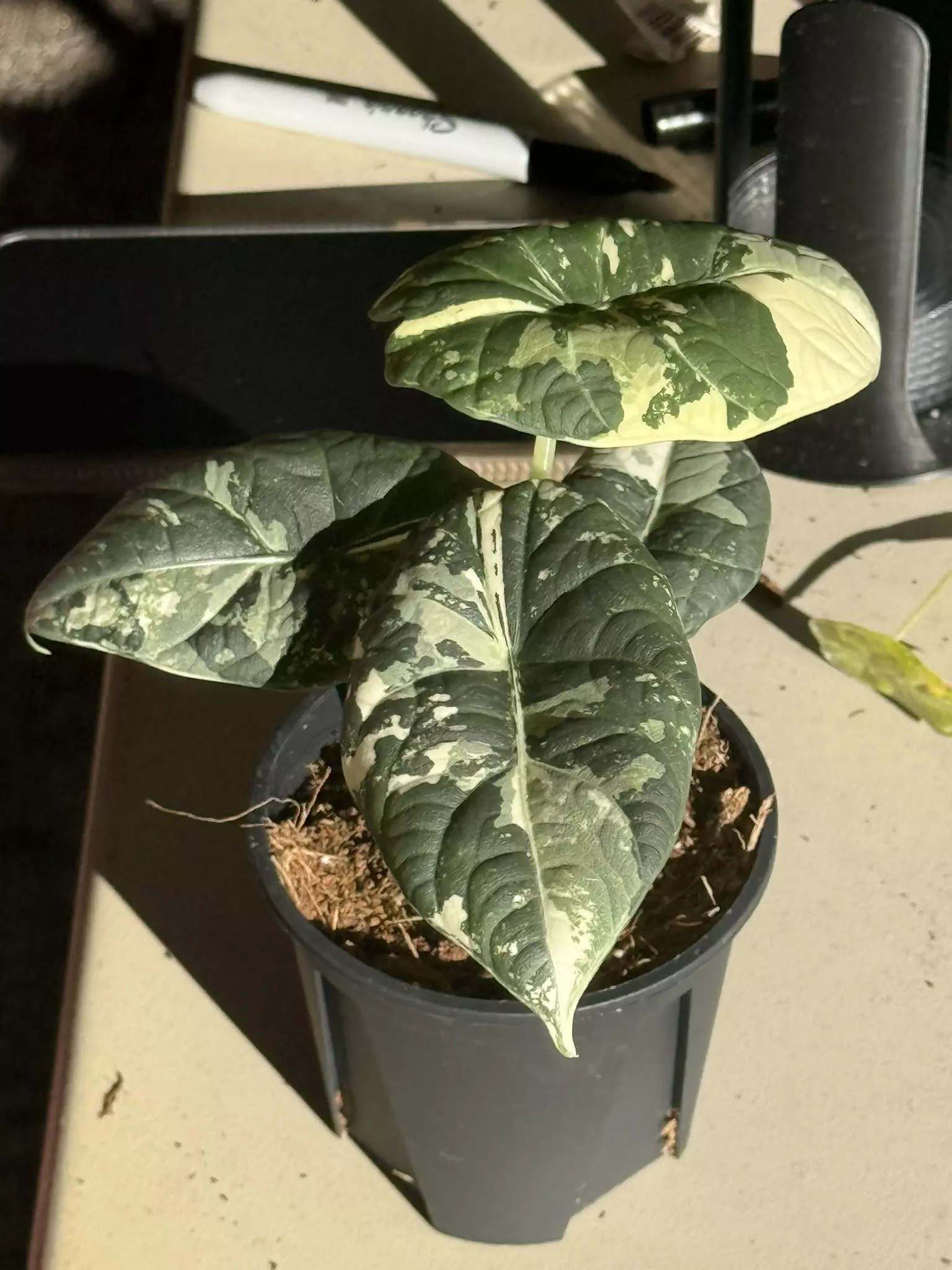 plant/Maharani Albo-0