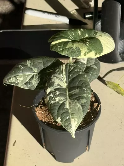 plant/Maharani Albo-0-thumbnail