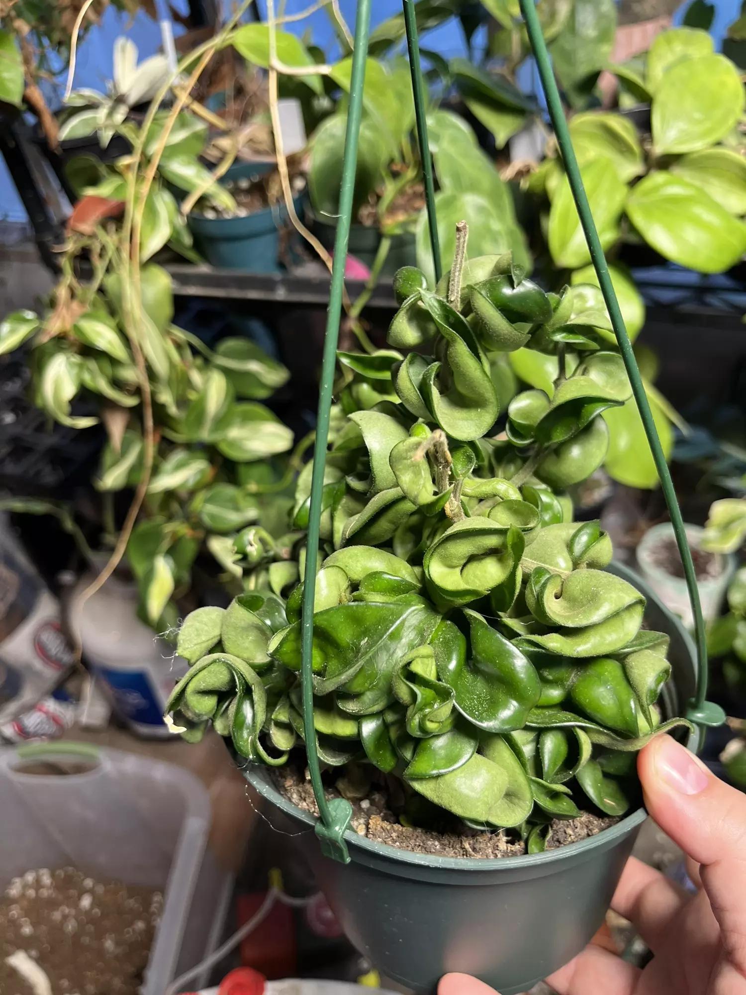 plant/Hoya compacta-0