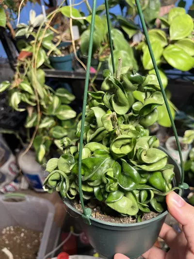 plant/Hoya compacta-0-thumbnail