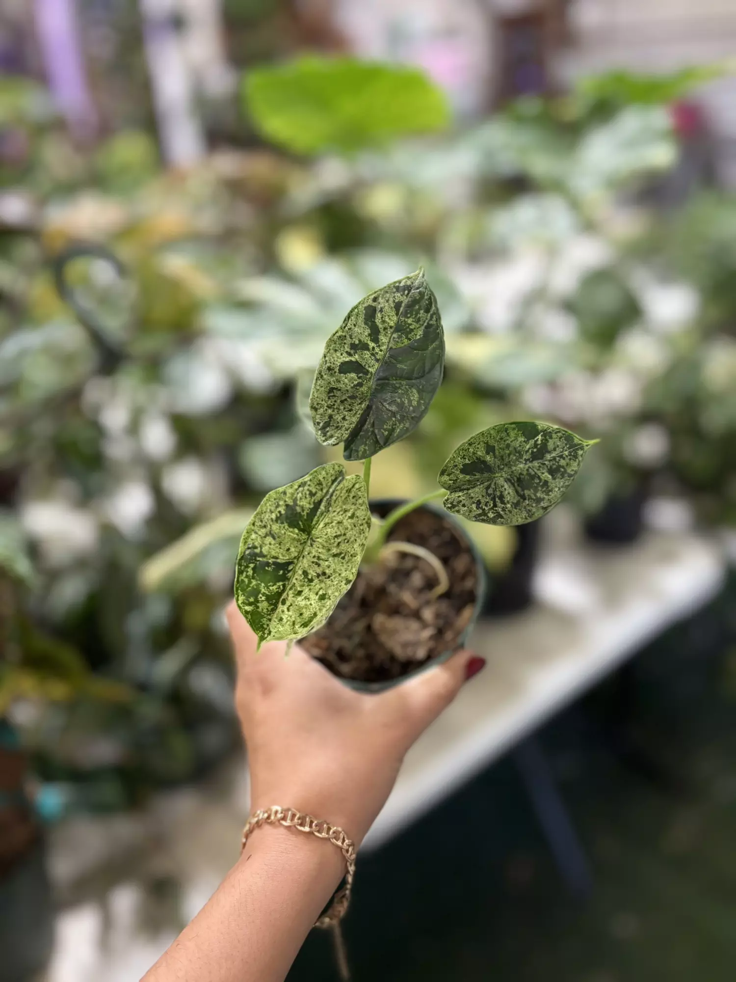 plant/Alocasia dragon scale mint 4”-0