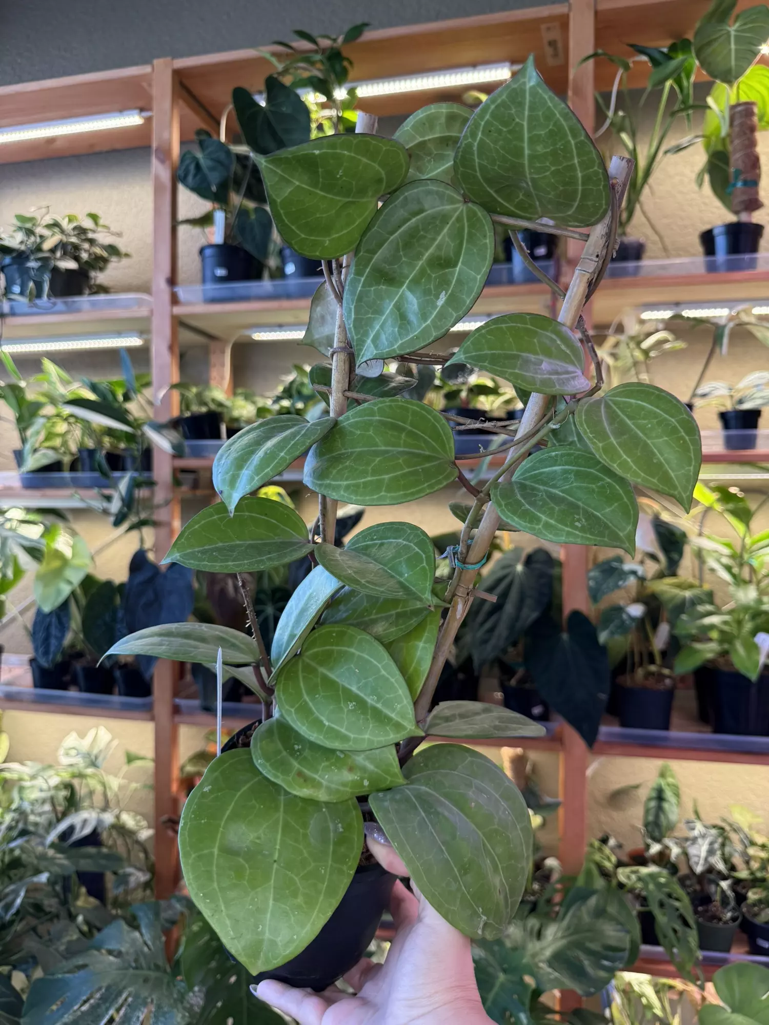 plant/Hoya Sarawak cream trellis -0