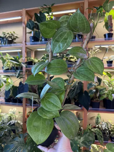 plant/Hoya Sarawak cream trellis -0-thumbnail