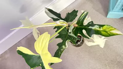 plant/Philodendron Golden Dragon Albo/Aurea-2-thumbnail