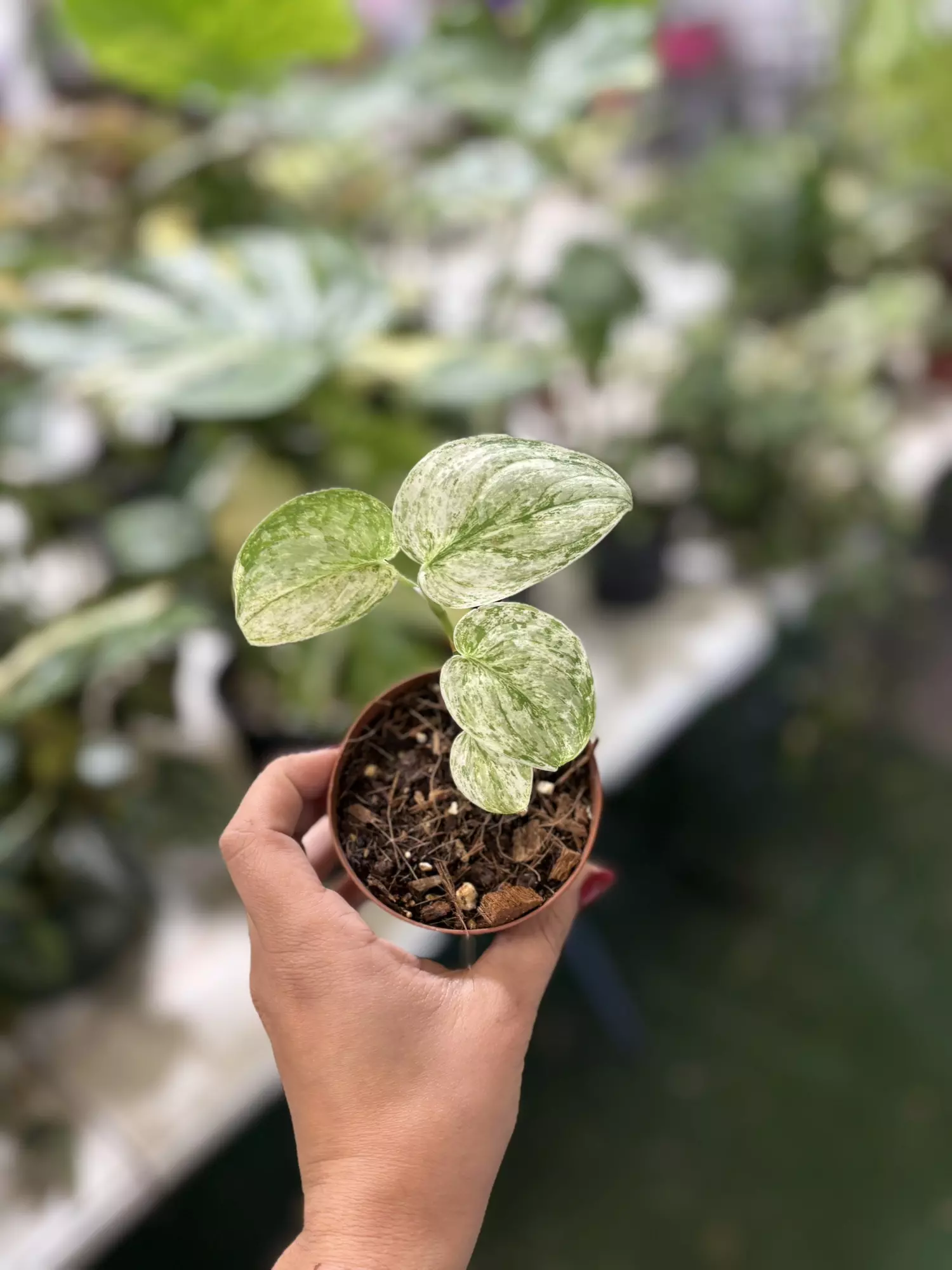 plant/Scindapsus peasum 3”-0