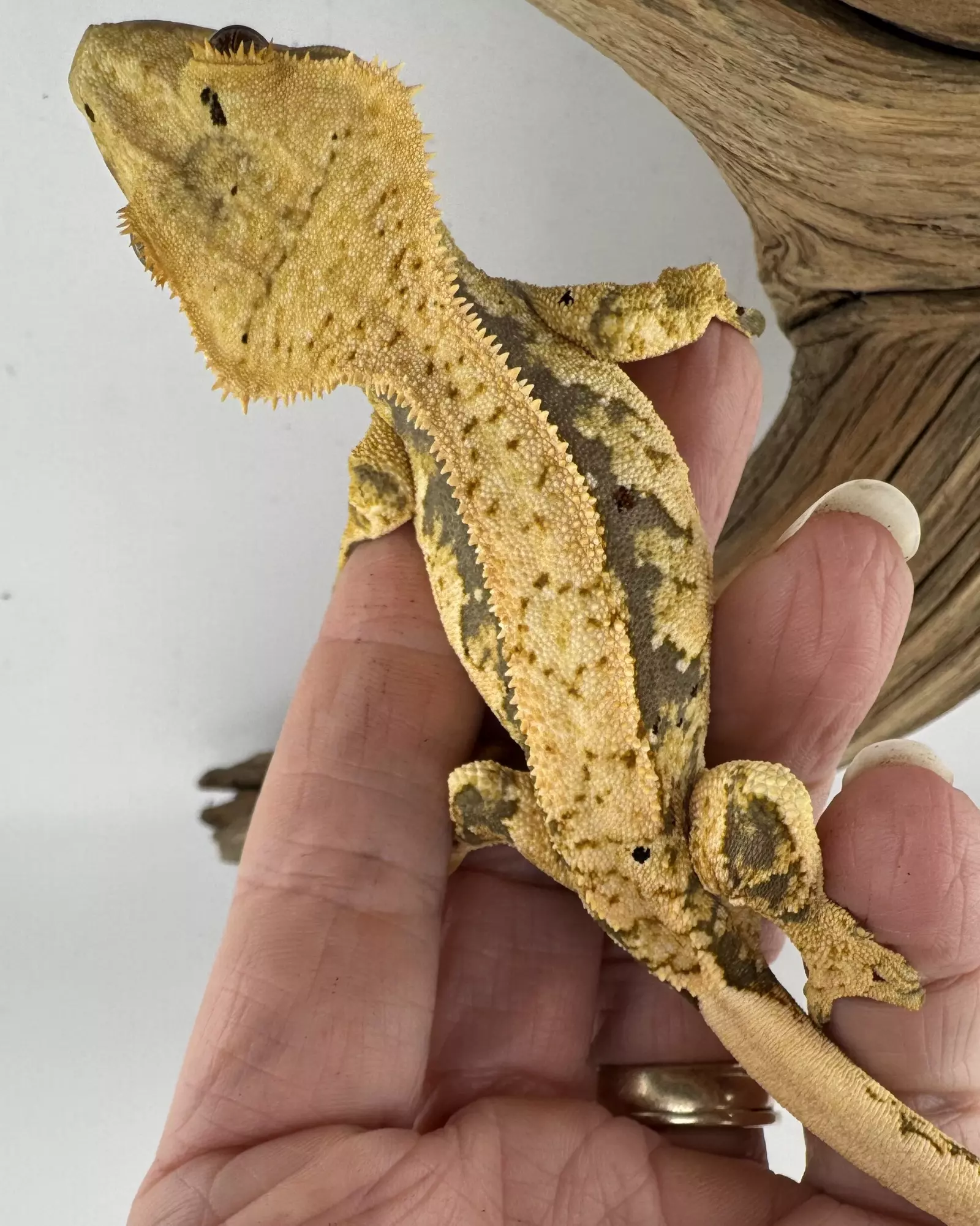 plant/Tangerine Pair-1