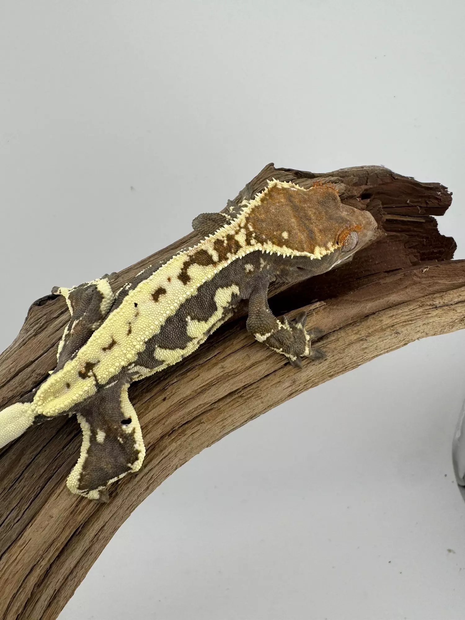 plant/AJD Frappuccino female & Mile High Tri color Male-4