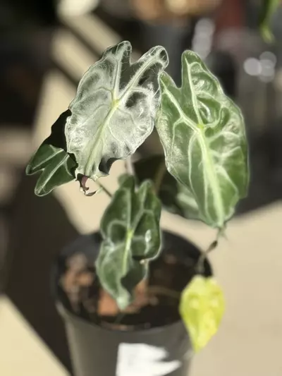 plant/Venom-0-thumbnail