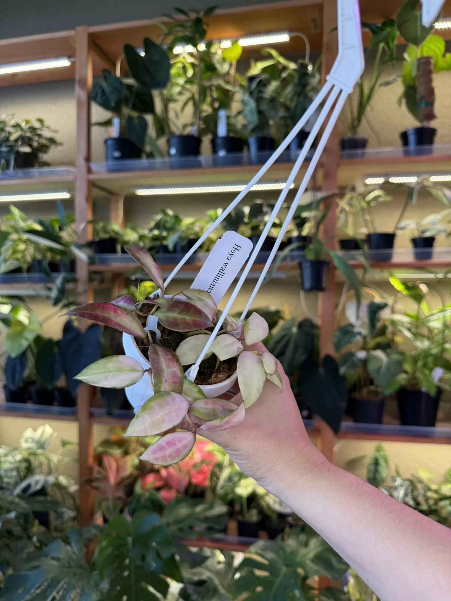 plant/Hoya walliniana var-0