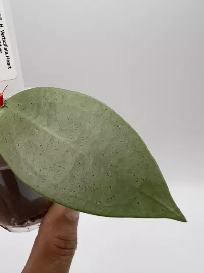 plant/Verticillata heart silver-1-thumbnail