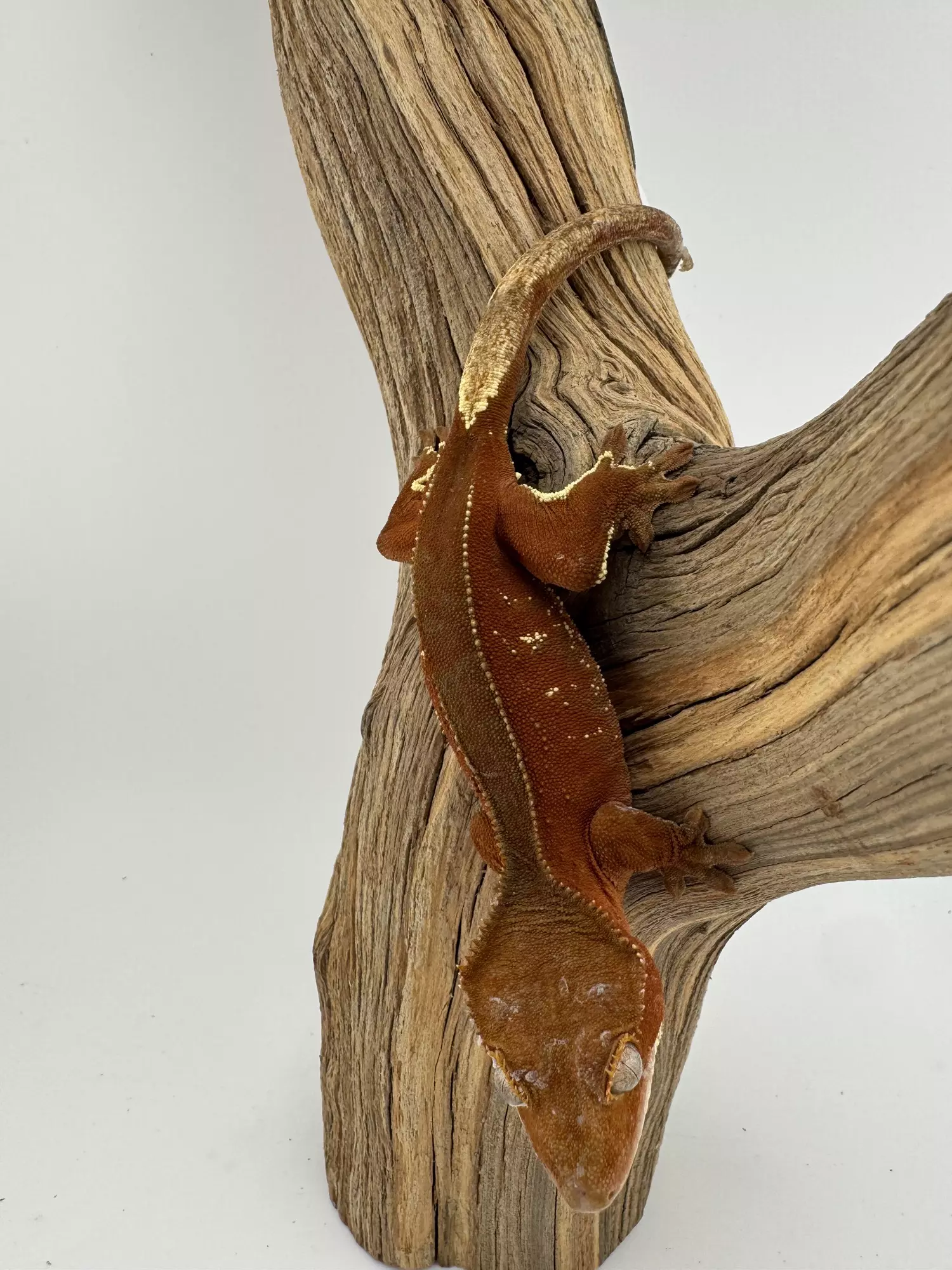 plant/Red Phantom Porthole Pair-4