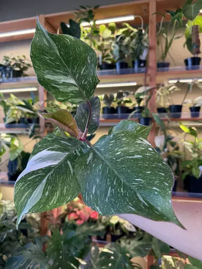 plant/Philodendron white knight marble king -0-thumbnail