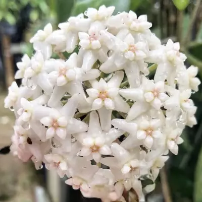 plant/Hoya doi tung-1-thumbnail