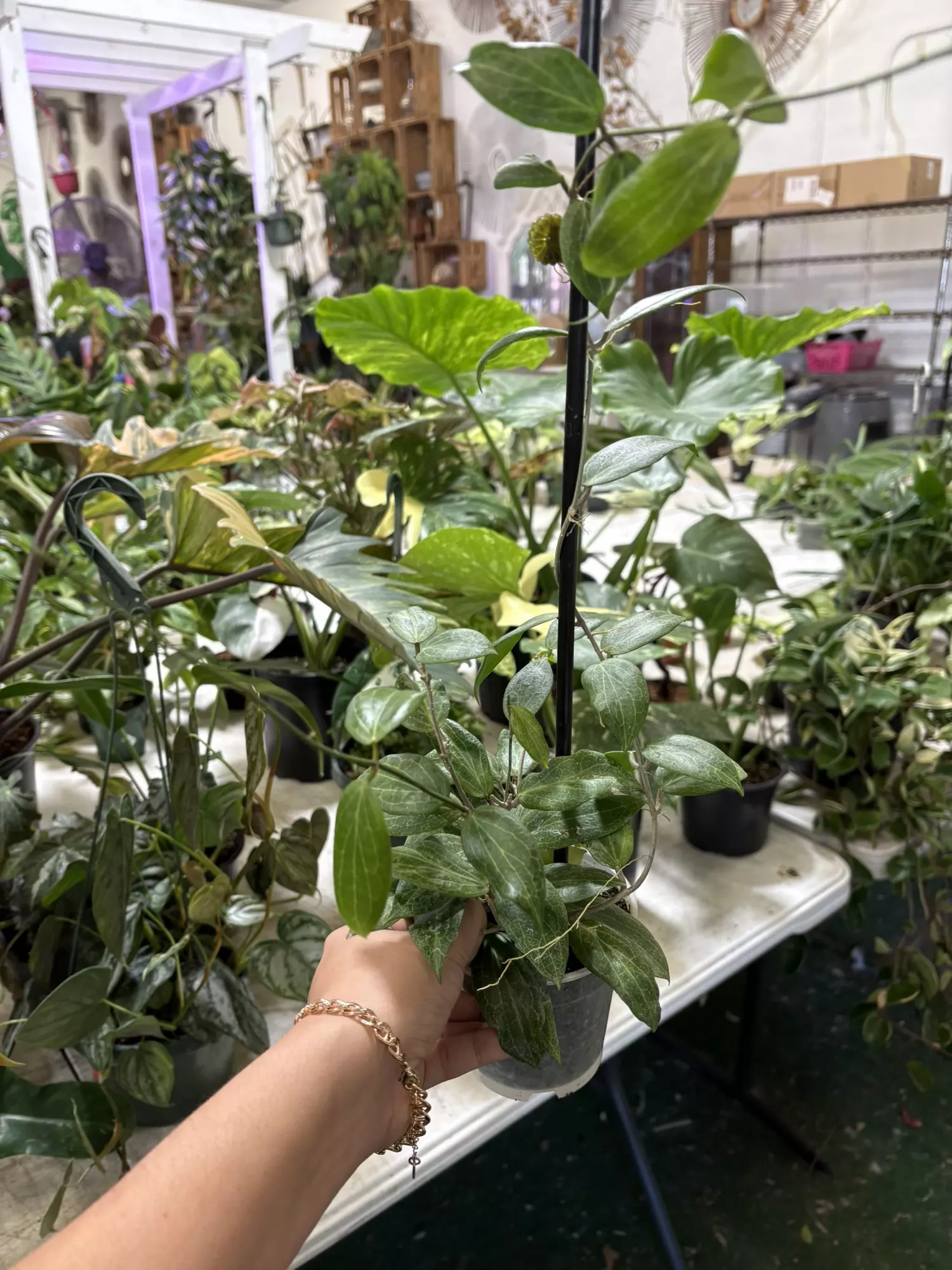 plant/Hoya fitchii 4”-0