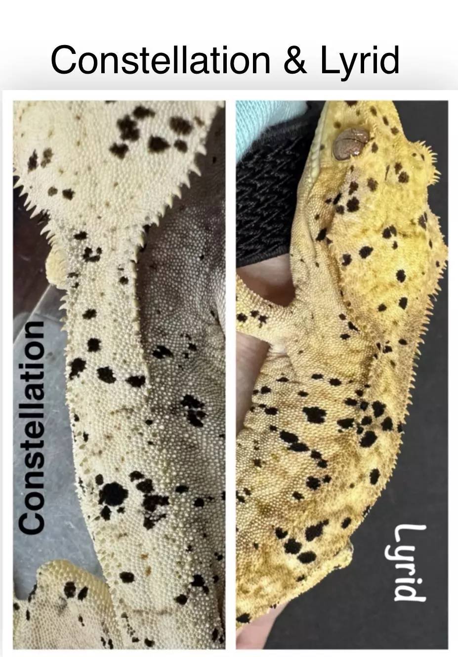 plant/Yellow Super Dalmatian Ink Spot Pair - Proven-0