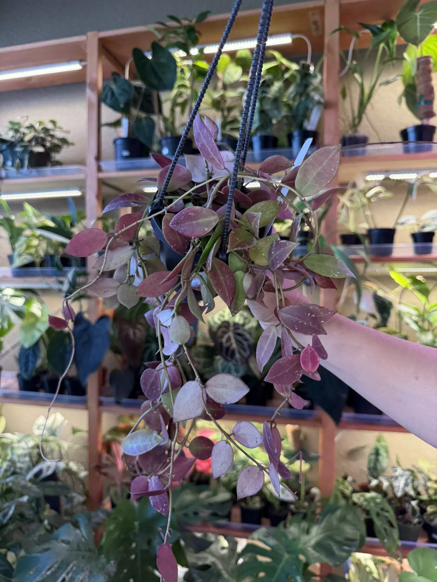 plant/Hoya walliniana UT152-0